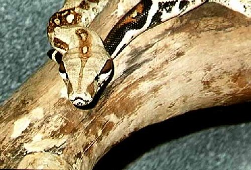 Boa Constrictor